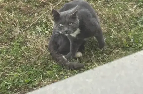 Chat craintif trouvé à Rioz - photo