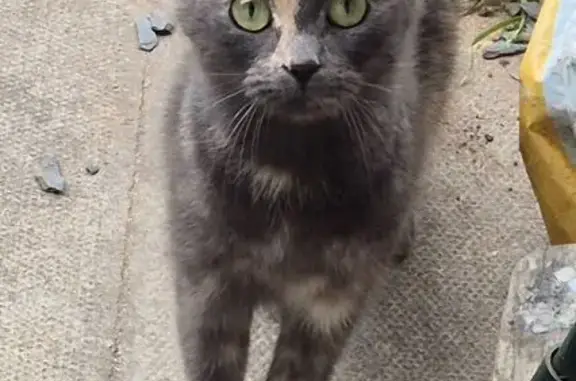 Lost Dilute Tortie Cat in Halesowen