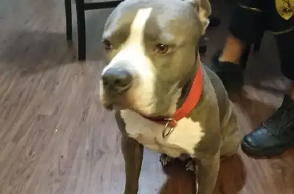 Lost Dog: Bubba with Red Collar in 4722