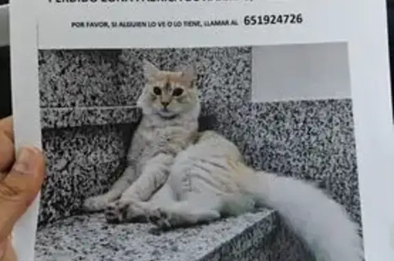 Gato Naranja Perdido en Calle Cervantes