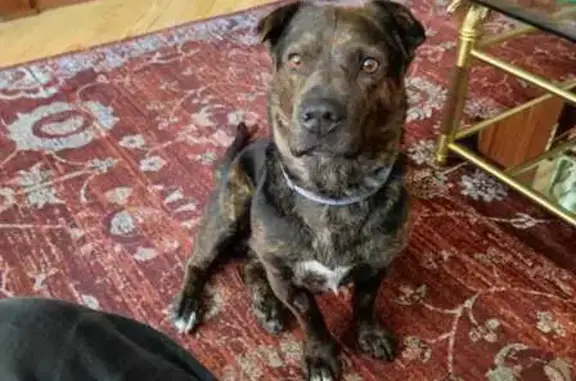 Búsqueda de mascotas, foto: Perro Perdido en Madrid: Ayuda Urgente