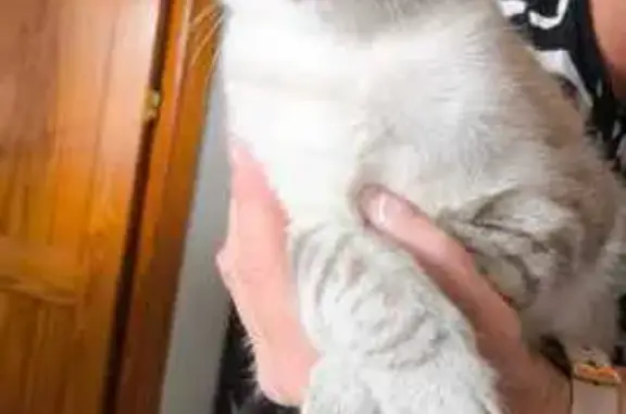 ¡Gatito Blanco y Marrón Perdid...