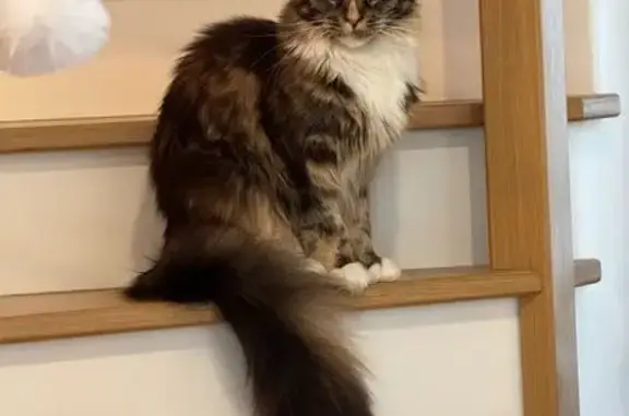 Animaux perdus Sartrouville, photo: Chatte Maincoon perdue à Sartrouville
