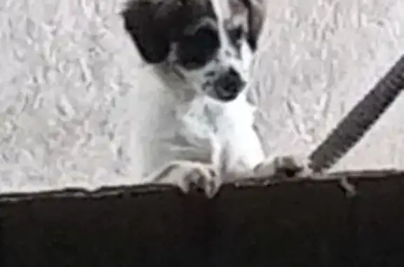 Perra perdida: manchada y peluda en Santa Catarina