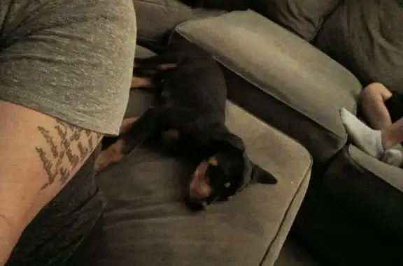 Lost Rottweiler Puppy in Meadville, PA