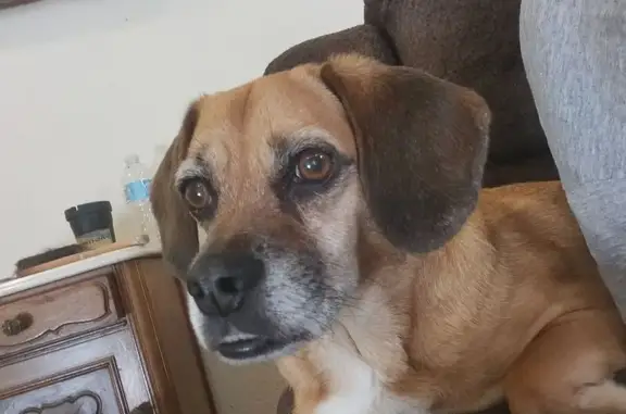 Found dog Apopka, photo: Found Tan Dog on Ustler Rd, Apopka