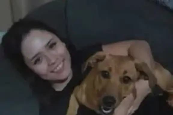 cachorro desaparecida