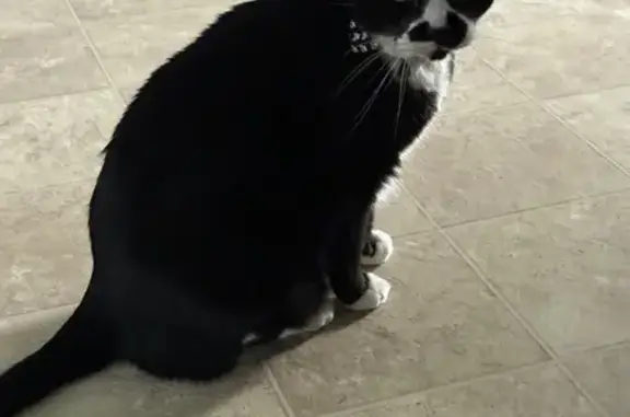 Lost Tuxedo Cat with Distinct Fangs