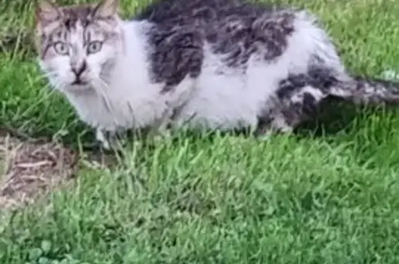 Chat trouvé Retiers, photo: Chat blanc gris errant à Retiers 35240