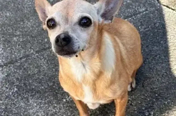 Lost: Tan Chihuahua Chloe in N. Miami