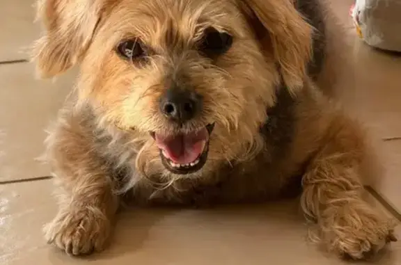 Found Dog Near Banks Liquor in Millville