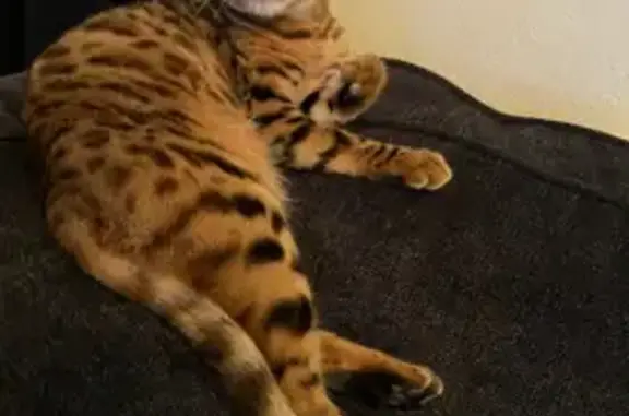 Missing cat Wichita, photo: Lost: Skittish Leopard-Spotted Cat Cleo