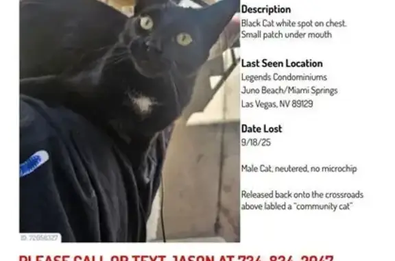 Lost Cat: White Patch, Rashy Spot, Las Vegas