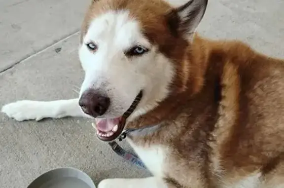 Lost Dog: Blue-Eyed Cinnamon on Broadway