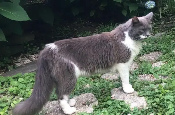 Lost Cat: Dark Gray & White, East Hampton