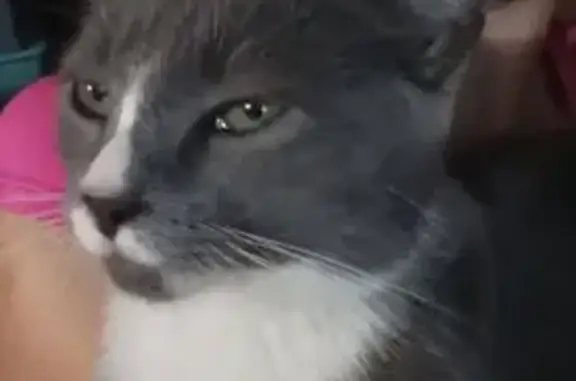 Lost Grey/Blue Cat in Morristown Area