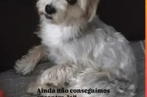 cachorro desaparecida
