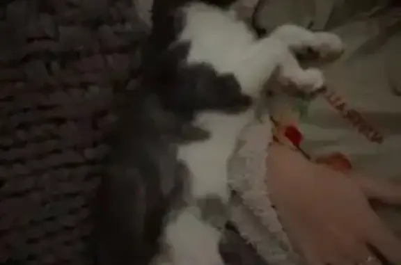 Missing Cat: 6-Toed in Bethlehem