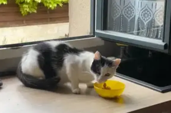 Chat trouvé Souppes-sur-Loing, photo: Chatte blanche et noire trouvée affamée