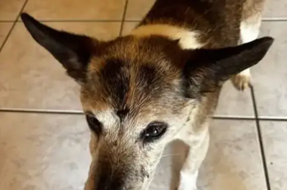 Chien perdu 18 ans, pucé, Vailly (AuRA) - photo