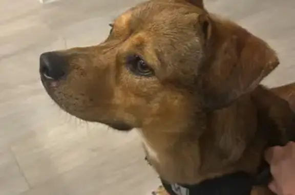 Found dog , photo: Lost Dog Found in Alamo, TX