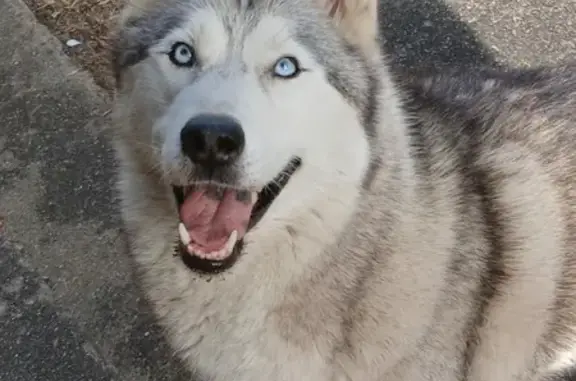 Husky mâle perdu à Saint-Fraigne - photo