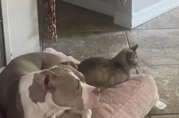 Lost Lynx Point Siamese in Jacksonville
