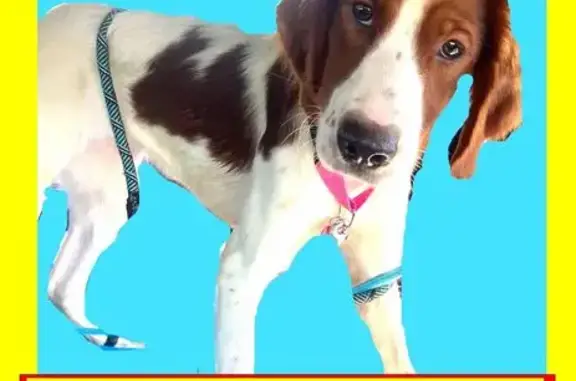 Lost Red & White Setter Puppy in Lorton