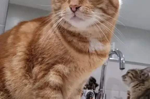 Chat perdu, Damprichard, photo: Chat roux perdu, sociable, Rue des Tilleuls