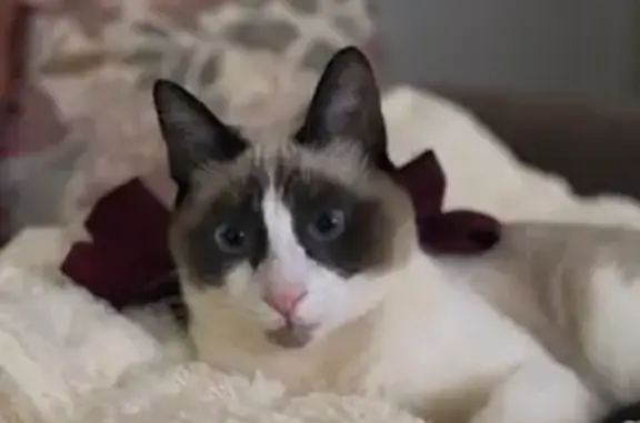 ¡Ayuda! Gata Siamesa Perdida en Sevilla