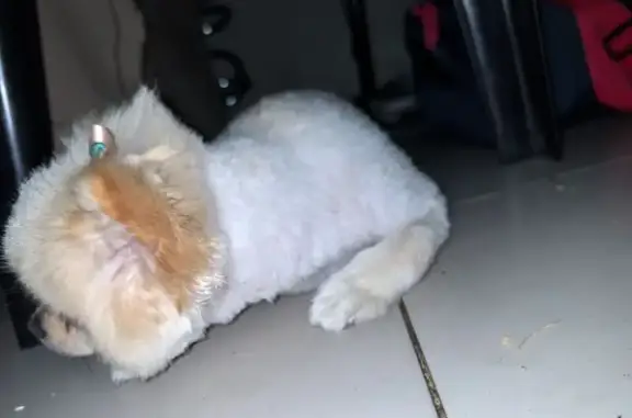 Found Dog: Nude Coat, Pink & G...