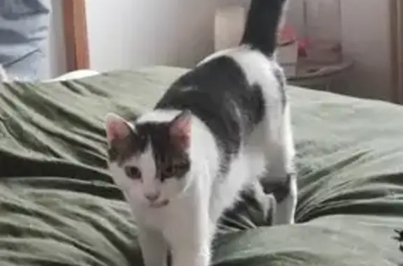 Chat perdu, tatoué, tâche marron, Salaise - photo