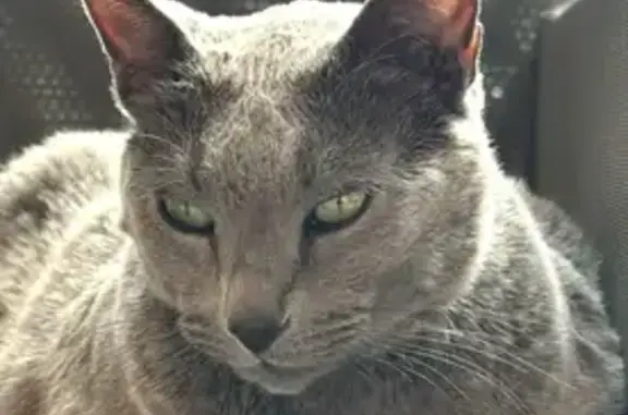 Chat Bleu Russe perdu au Pecq - photo