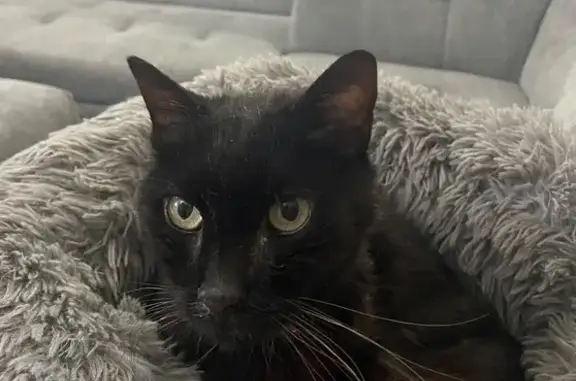 Animaux trouvés , photo: Chat noir castré, affectueux à adopter