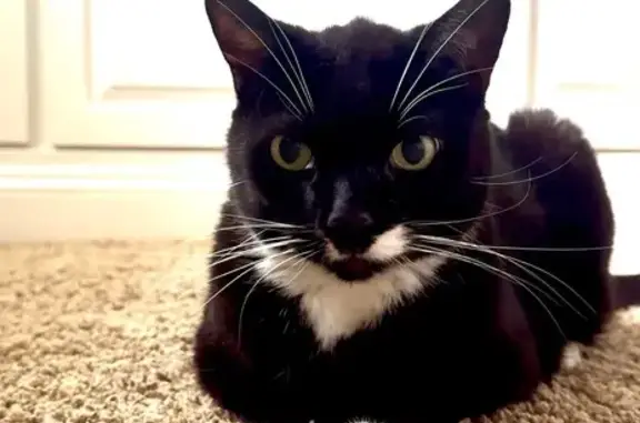 Lost Tuxedo Cat: Spruce Drive, 3211