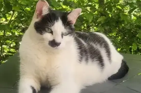 Animaux perdus , photo: Chatte perdue, 5 ans, craintive, pucée
