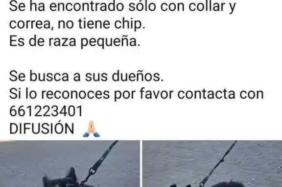 Perro Negro Encontrado en Parq...