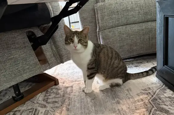 Friendly Lost Cat: White & Tabby in Powell