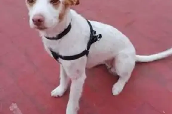 Perro perdido: blanco con orejas marrones