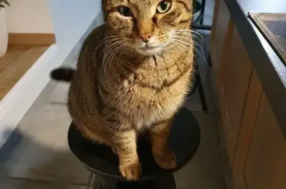 Chat tigré perdu, 7 ans, Rue de la Gare - photo