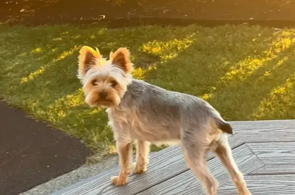 Lost Yorkie Benji: Sweet & Skittish