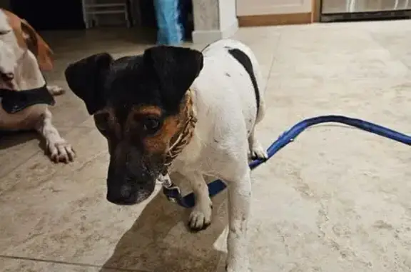 Animaux trouvés , photo: Chien croisé Jack trouvé à Xeuilley
