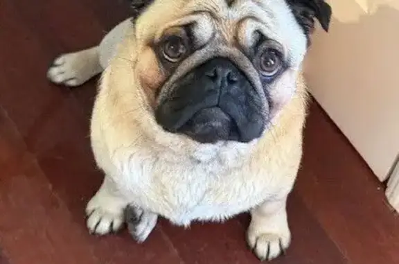Lost Dog! $10,000 Reward - Call Now!