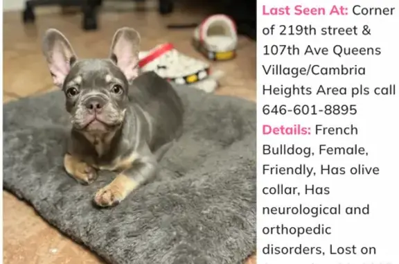 Lost Grey Dog: Mint Collar, Limping
