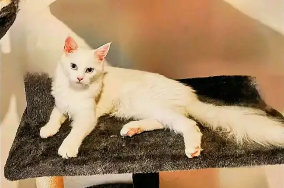 Gata Blanca Perdida en Carrer de Blanquerna
