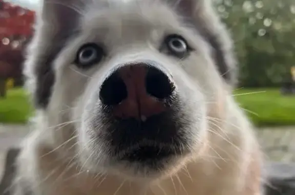 Husky perdu à Lampaul-Guimiliau - photo