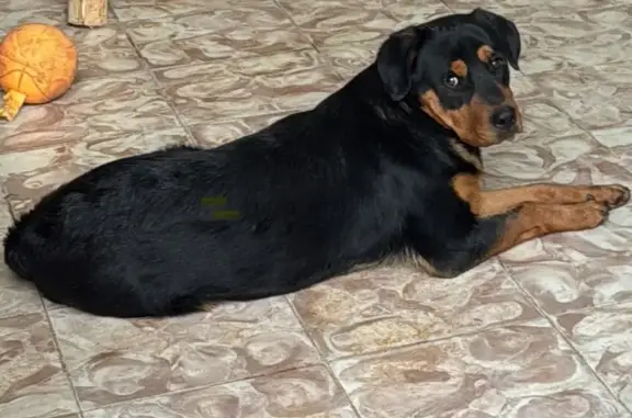 ¡Perro Rottweiler Mix Perdido en San Luis!