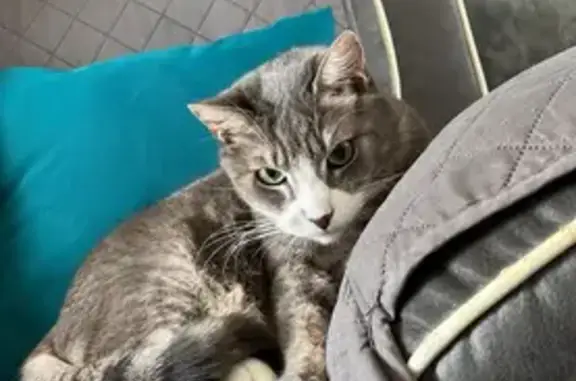Chat perdu, peureux mais approchable, Recologne - photo