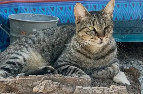Gatos perdidos, , foto: Gato Perdido en Santa Agnés: Ojo Izquierdo Ciego