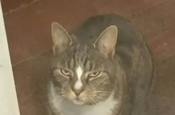 Missing Tabby: Help Find Kit Kat!